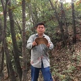 乡郎桑黄