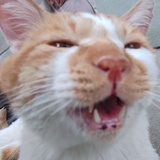 我是小猪