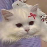 桃子汽水