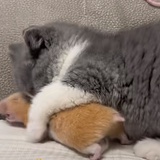西枣