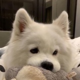 杪商十八