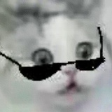 明月秋
