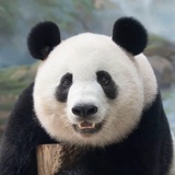 香果的笋笋