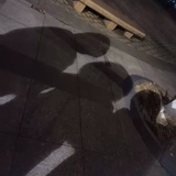 常青