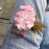 七七