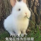 小玉