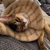 猫中贵族leon