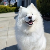 萨mo耶大王