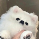 向水游