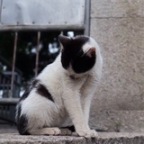 丸子