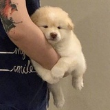 半糖正义