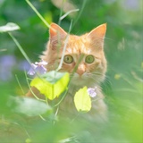 簪花小兔