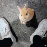 榆叶梅