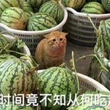 看瓜得瓜