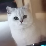 兔子白又白