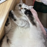 蜜桃乌龙