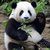 阿哒阿哒闹