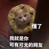 蜂蜜芝士猫