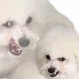美丽公主