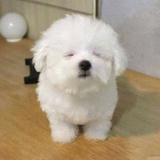 狗勾
