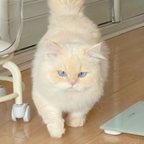 ciki