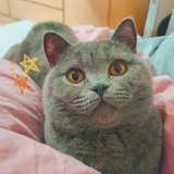 宝哥是只猫