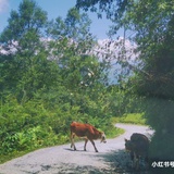 芝麻汤Y