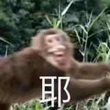 izone裴秀智