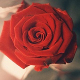 玫瑰玫瑰我爱你