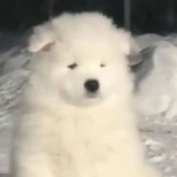 椰比椰比耶
