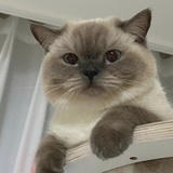 我是一只猫喵喵