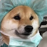 微涼的貓熊