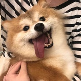 喜拿卷
