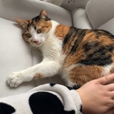 橙汁是只皮皮猫