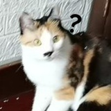番茄爻爻汤