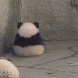 国宝—🐼