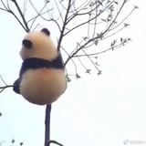 南山难