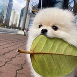 多风教廷
