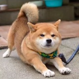 ccy