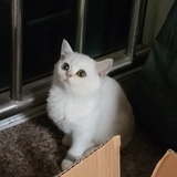 摩西