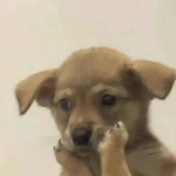 飘香钵钵鸡🐽🎀