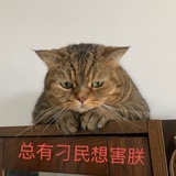 两只蠢猫