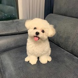柠檬不加冰