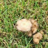 🍄大蘑菇