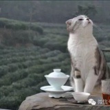 茶叶蛋闪电猫 