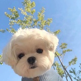 啦