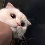 哈妮妮妮