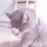 杯桑