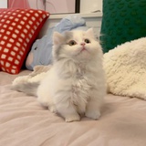 小猫饭桶