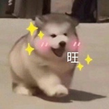 花花小圆